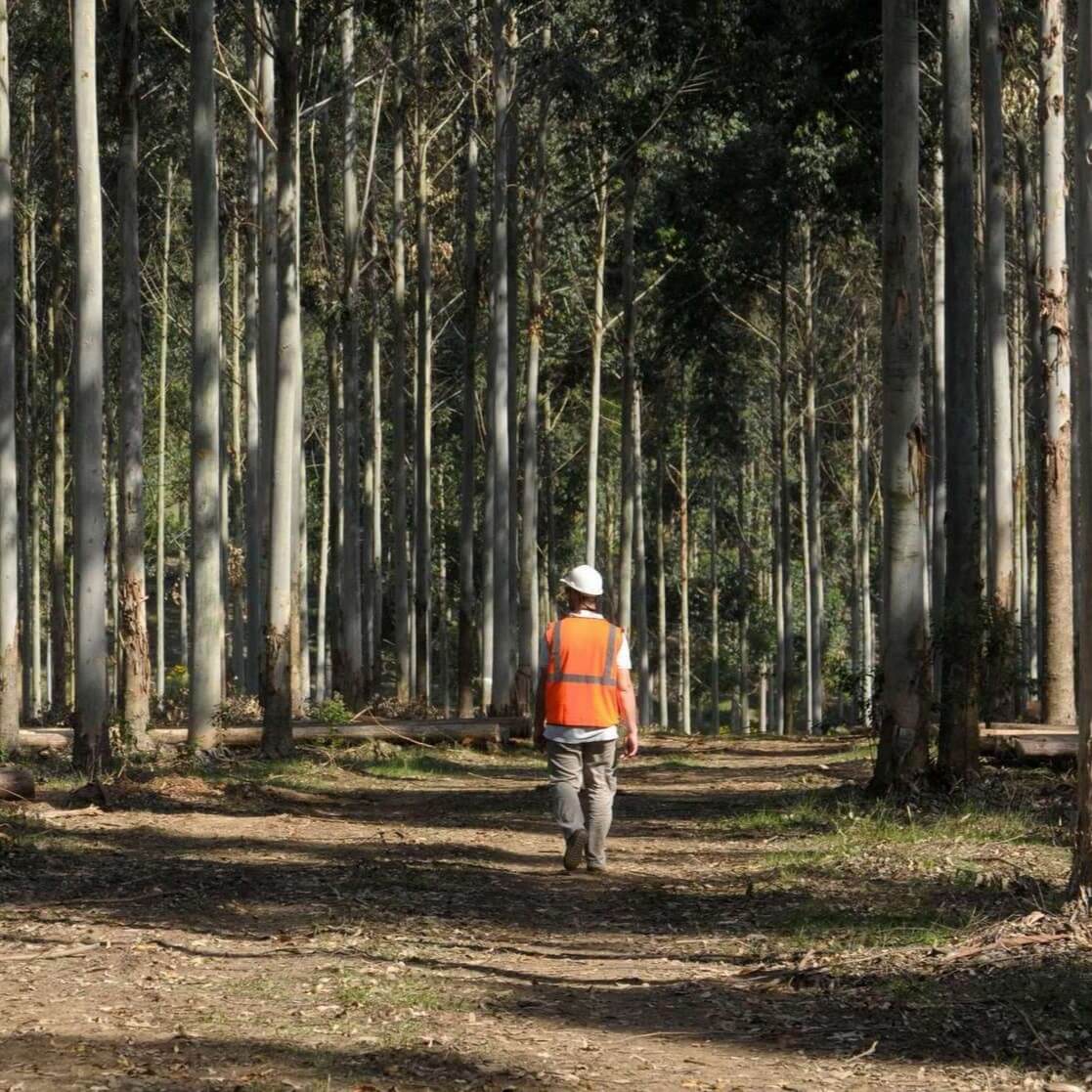 fireman in forest