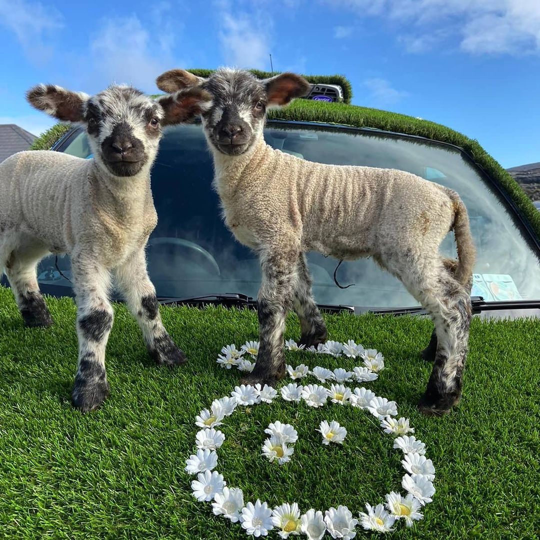 lambs and innocent logo