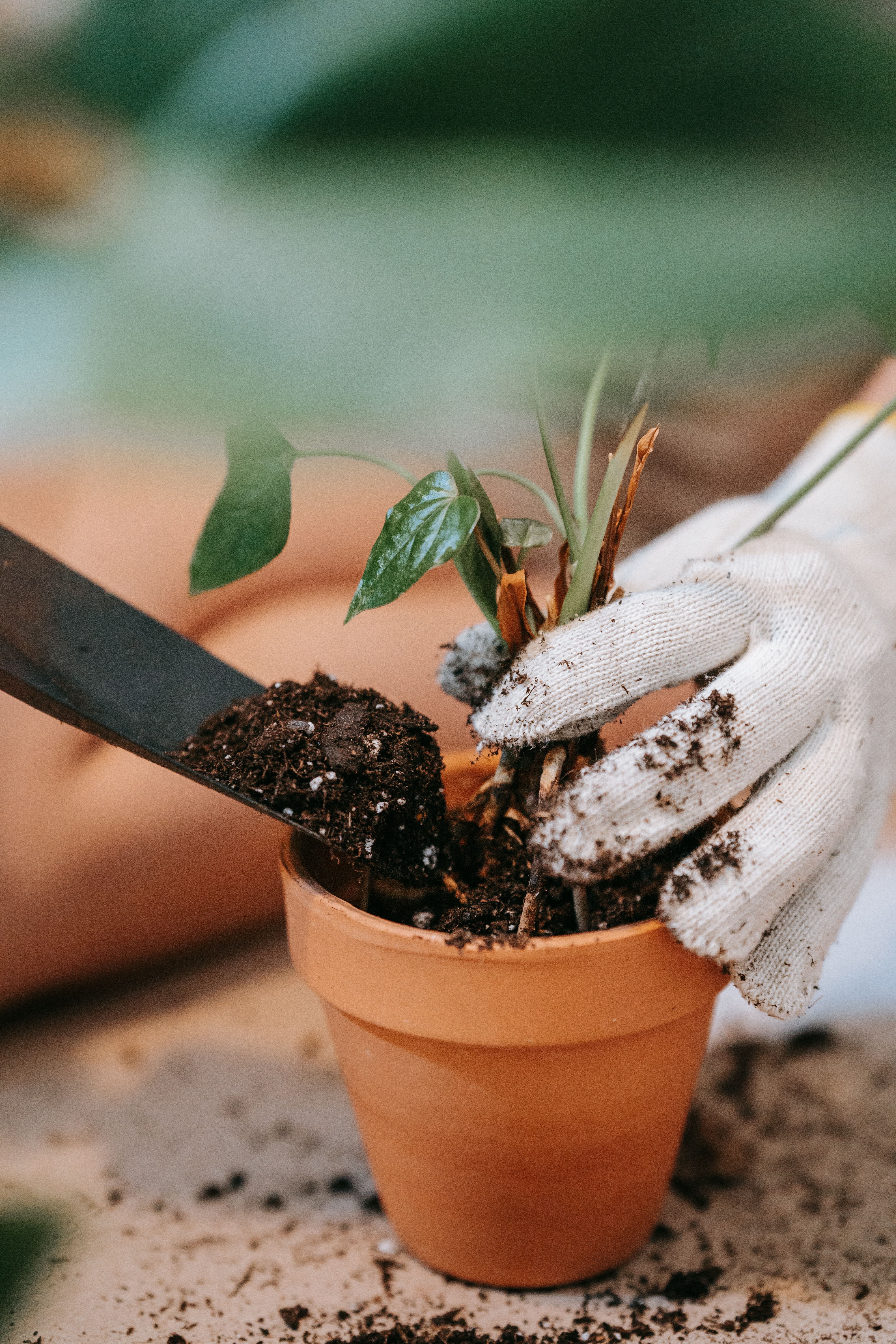 InnocentDrinks, planting