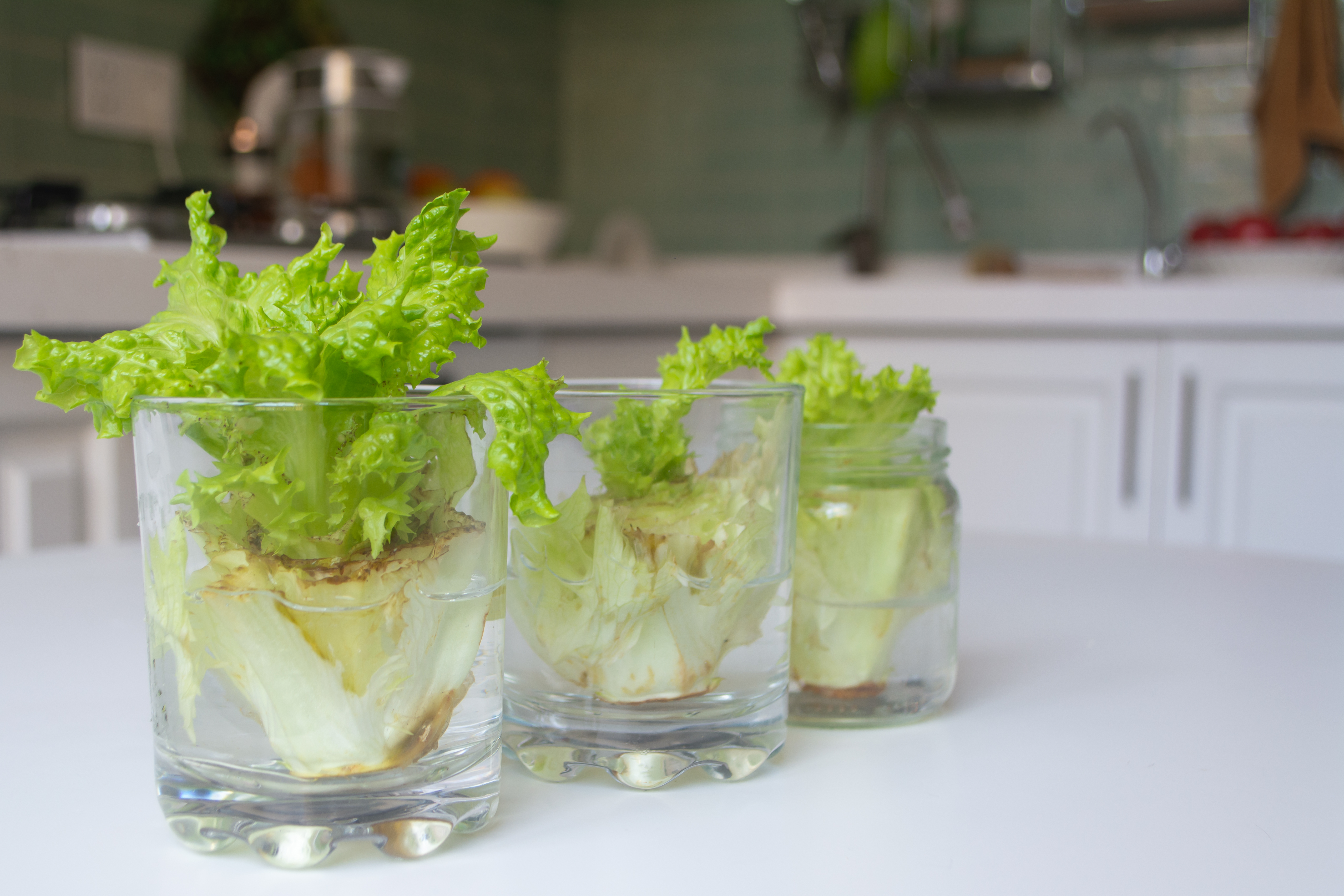 lettuce in glass