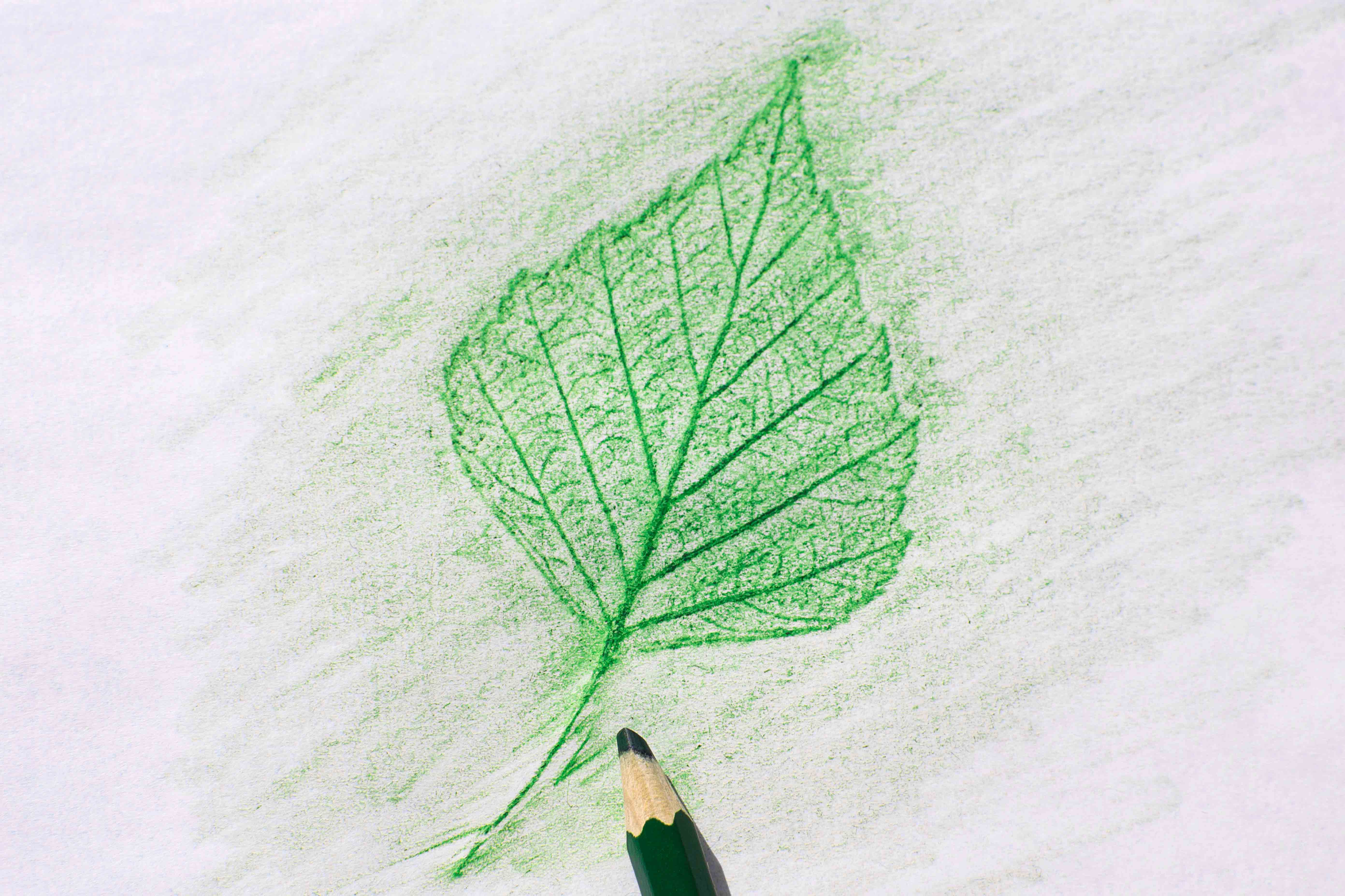 leaf drawing